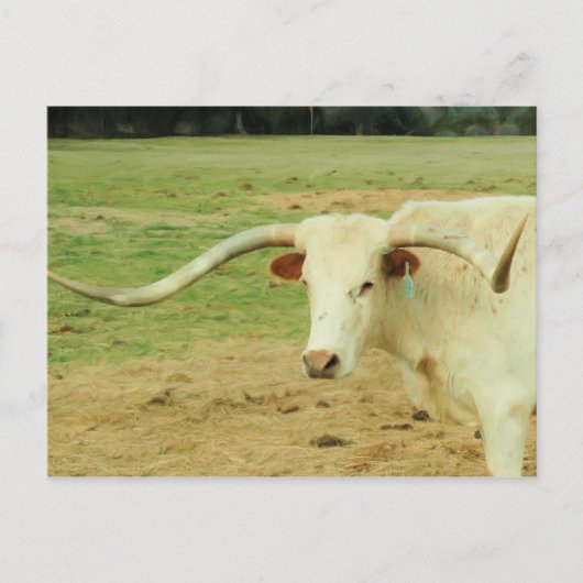 White Longhorn Briefkaart (Voorkant)