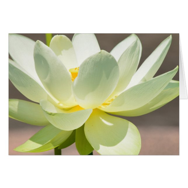 White Lotus Blank Wenskaart (Voorkant Horizontaal)