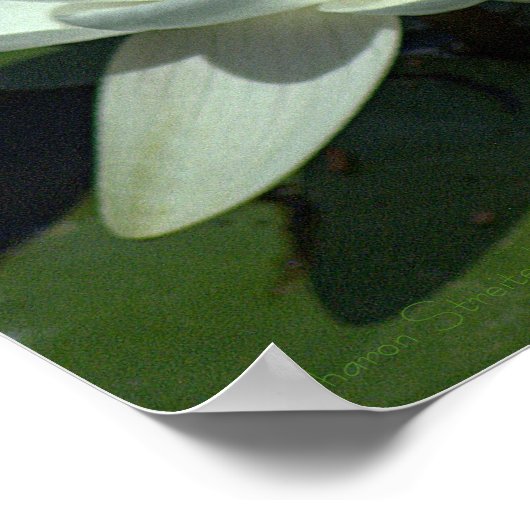 WHITE LOTUS BLOSSOM/CLOSE-UP/FOTOG. POSTER (Hoek)