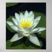 WHITE LOTUS BLOSSOM/CLOSE-UP/FOTOG. POSTER (Voorkant)