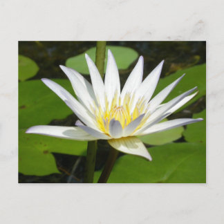 White Lotus Flower Briefkaart