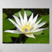 White Lotus Flower Poster (Voorkant)