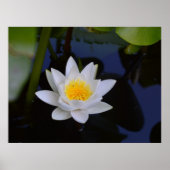 White Lotus Poster (Voorkant)