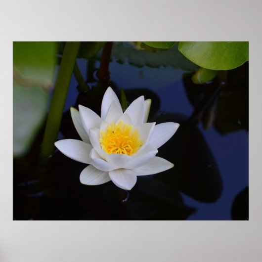 White Lotus Poster (Voorkant)