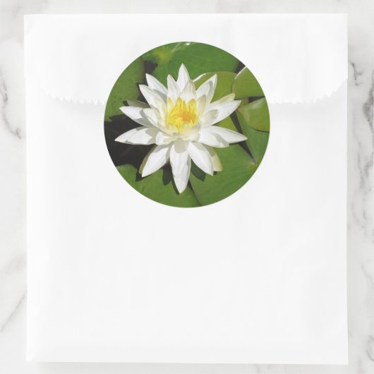 White Lotus Sticker (Tas)