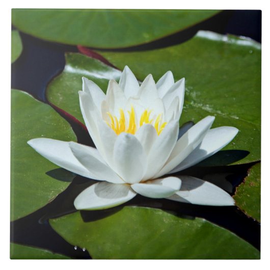 White Lotus Water-lily Ceramic Tile Trivet Tegeltje (Voorkant)