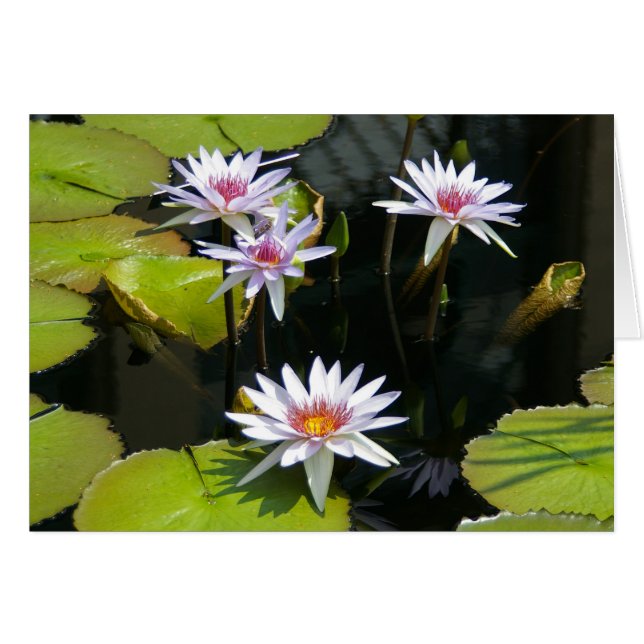 White Lotus Waterlilies Kaart (Voorkant Horizontaal)