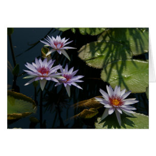 White Lotus Waterlilies Kaart