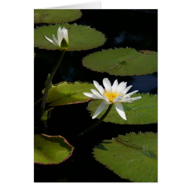 White Lotus Waterlilies Kaart (Voorkant)