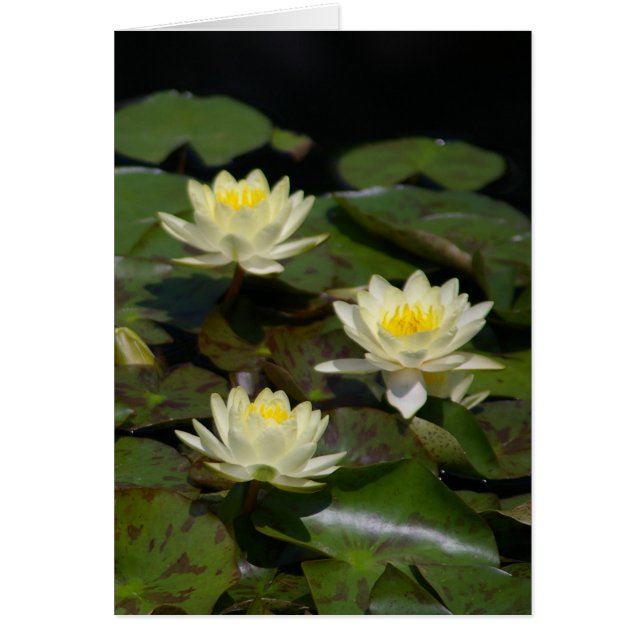 White Lotus Waterlilies Kaart (Voorkant)