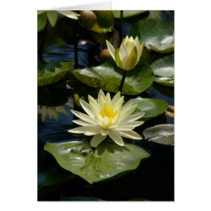 White Lotus Waterlilies Kaart