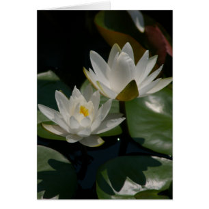 White Lotus Waterlilies Kaart