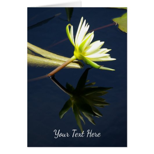 White Lotus Waterlily (Voorkant)