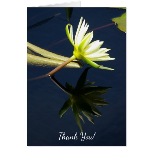 White Lotus Waterlily (Voorkant)