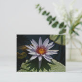White Lotus Waterlily Briefkaart (Staand voorkant)