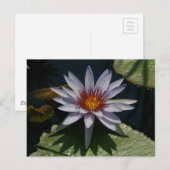 White Lotus Waterlily Briefkaart (Voorkant / Achterkant)