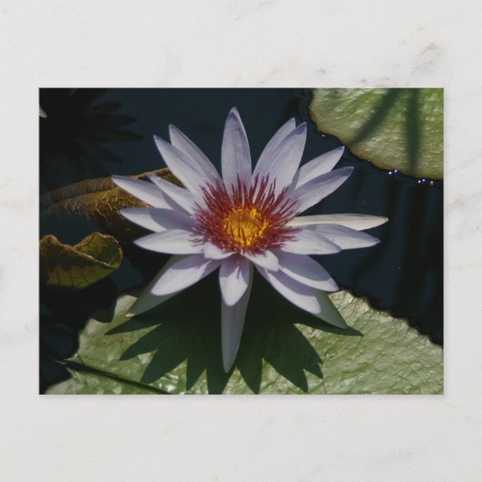 White Lotus Waterlily Briefkaart (Voorkant)