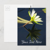 White Lotus Waterlily Briefkaart (Voorkant / Achterkant)