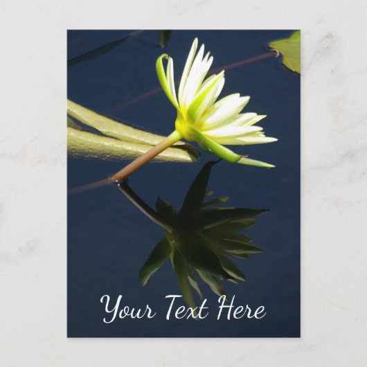 White Lotus Waterlily Briefkaart (Voorkant)