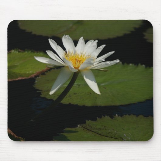 White Lotus Waterlily Lily Pads Muismat (Voorkant)