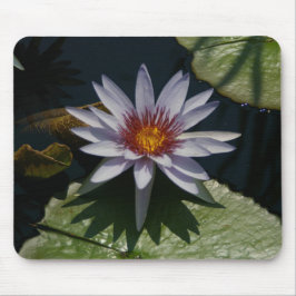 White Lotus Waterlily Lily Pads Muismat