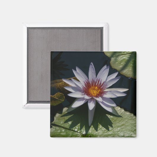 White Lotus Waterlily magnet (Voorkant / Achterkant)