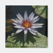 White Lotus Waterlily magnet (Voorkant)
