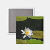 White Lotus Waterlily magnet (Voorkant / Achterkant)