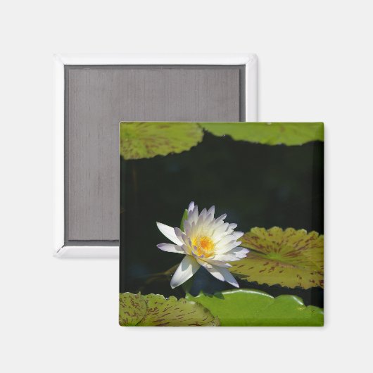 White Lotus Waterlily magnet (Voorkant / Achterkant)