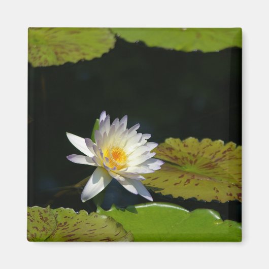 White Lotus Waterlily magnet (Voorkant)