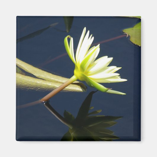 White Lotus Waterlily magnet (Voorkant)