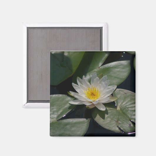 White Lotus Waterlily magnet (Voorkant / Achterkant)