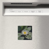 White Lotus Waterlily magnet (Insitu (Vaatwasser))