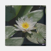 White Lotus Waterlily magnet (Voorkant)