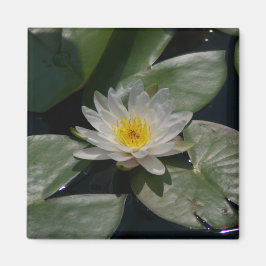 White Lotus Waterlily magnet