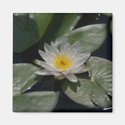 White Lotus Waterlily magnet (Voorkant)