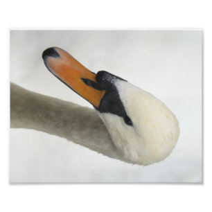 White Macro Swan Foto Afdruk