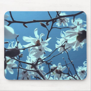 White Magnolia Bloom Blue Sky Muismat
