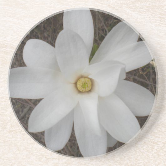 White Magnolia Blossom Onderzetters (Voorkant)