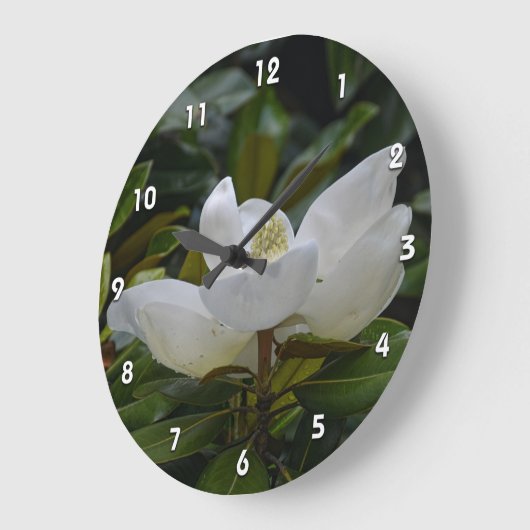 White Magnolia Blossom op donkergroene foto Grote Klok (Hoek)