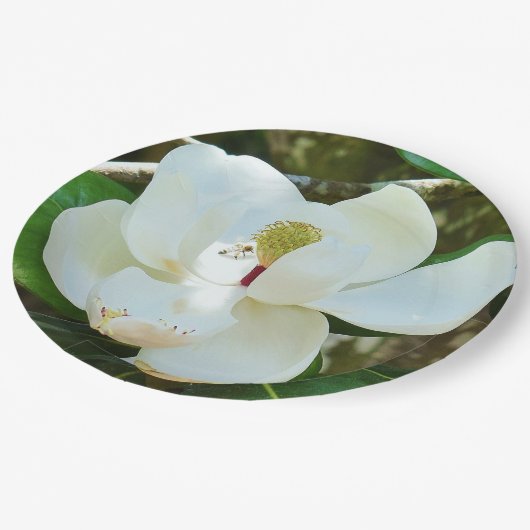 White Magnolia Blossom Papieren Bordje (Gekanteld)