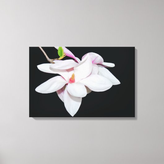 White Magnolia Canvas Afdruk (Voorkant)