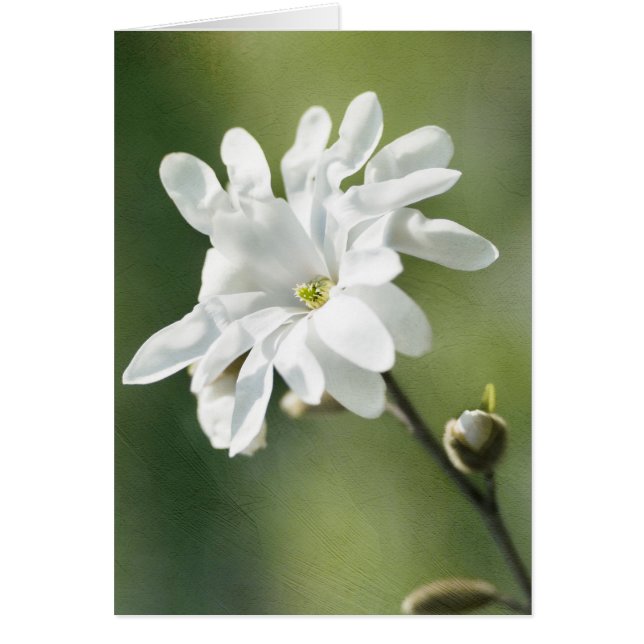 White Magnolia Flower (Voorkant)