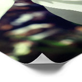 White Magnolia Flower Blossom Close Poster (Hoek)