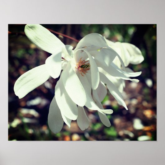 White Magnolia Flower Blossom Close Poster (Voorkant)