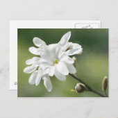 White Magnolia Flower Briefkaart (Voorkant / Achterkant)