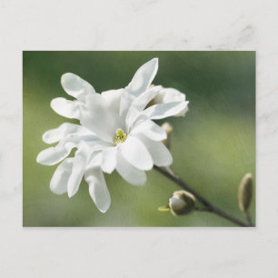 White Magnolia Flower Briefkaart