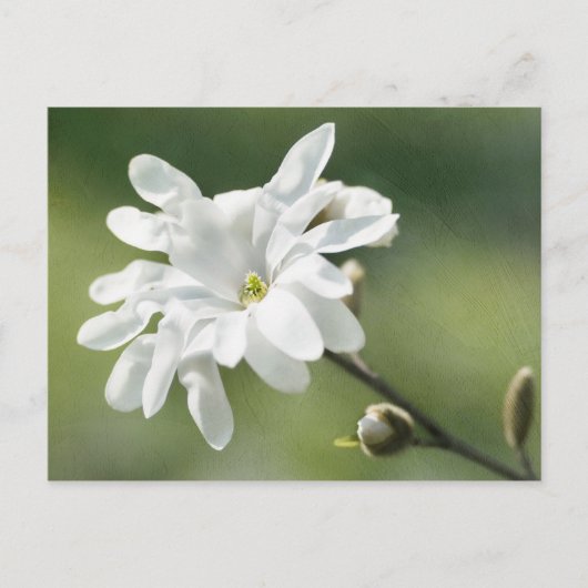 White Magnolia Flower Briefkaart (Voorkant)