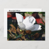 White Magnolia Flower Briefkaart (Voorkant / Achterkant)