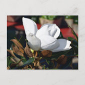 White Magnolia Flower Briefkaart (Voorkant)